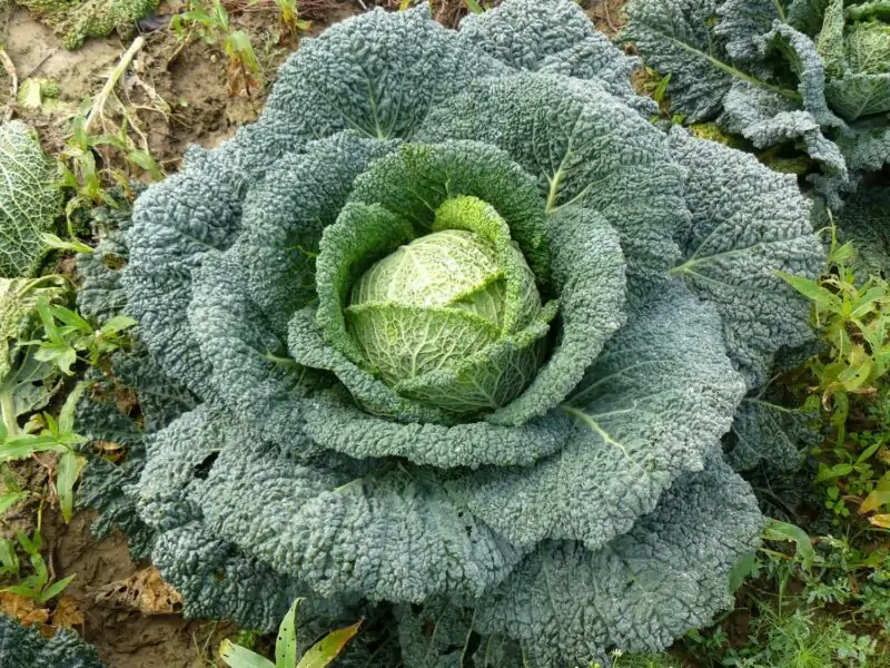 Savoy Cabbage