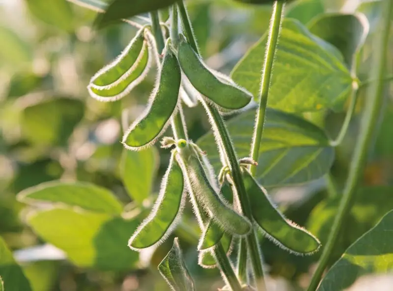 Soybeans