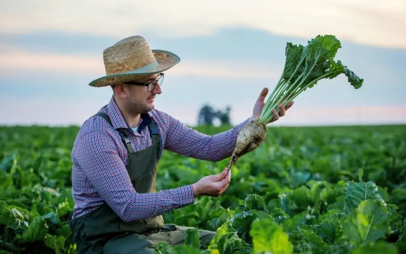 man made vegetables