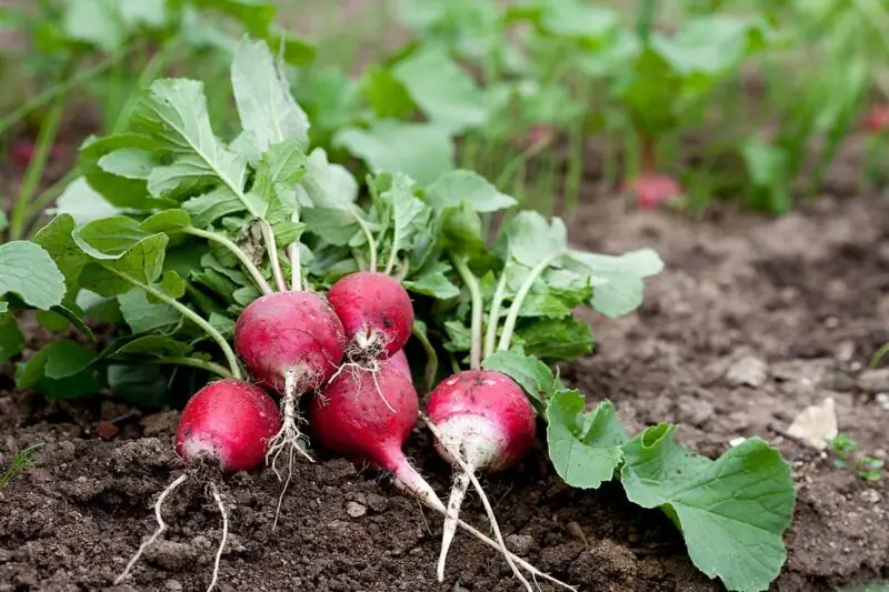 radish