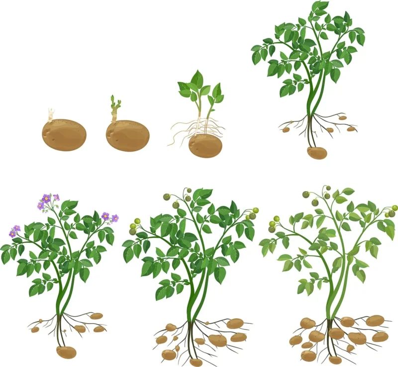 Potato Plant Growth Stages
