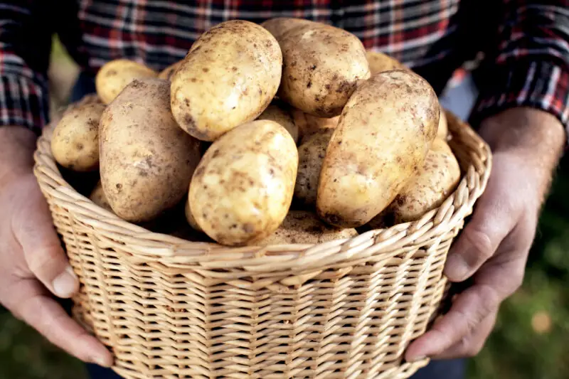 potatoes harvest