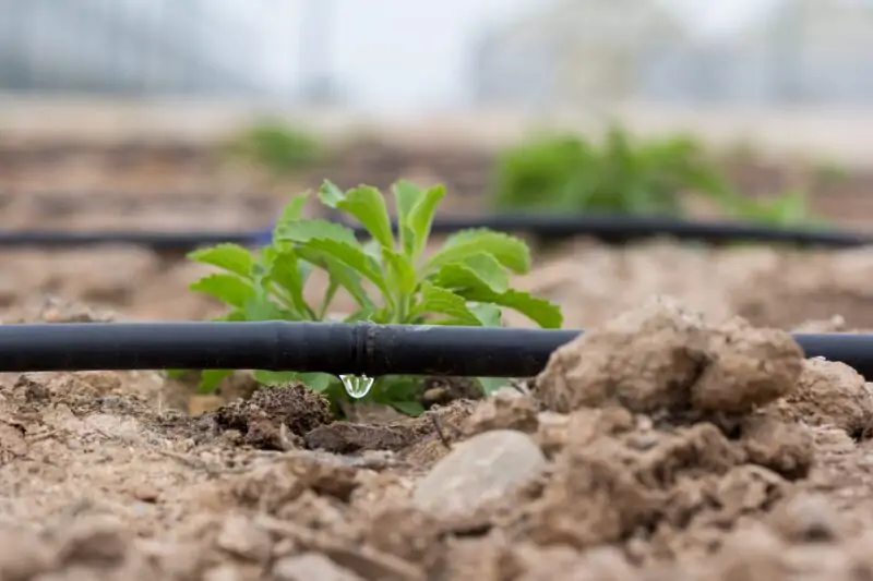 sub level drip irrigation watering