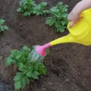 when to stop watering potatoes