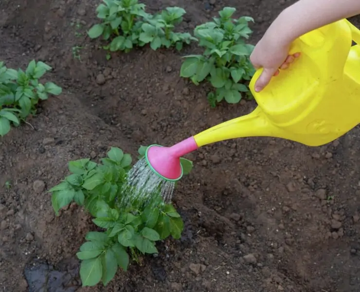 when to stop watering potatoes