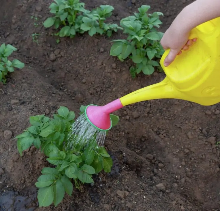 when to stop watering potatoes