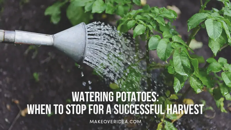 when to stop watering potatoes