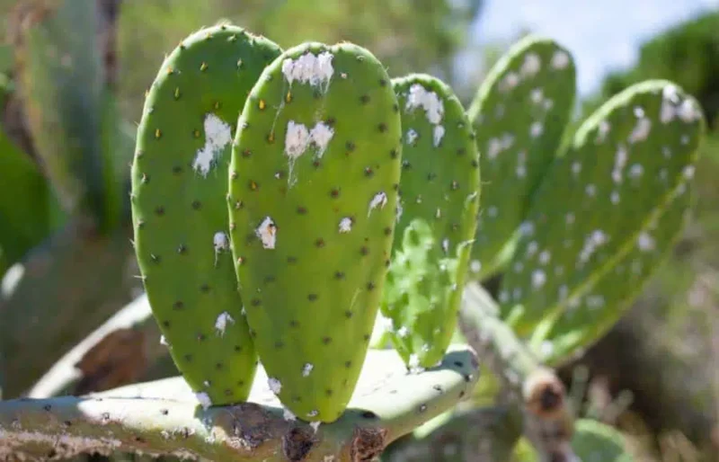 How to get rid of mealybugs on cactus jpg