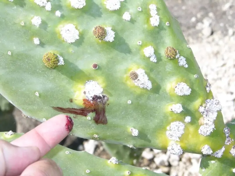 white spots on cacti