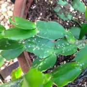 white spots on cactus