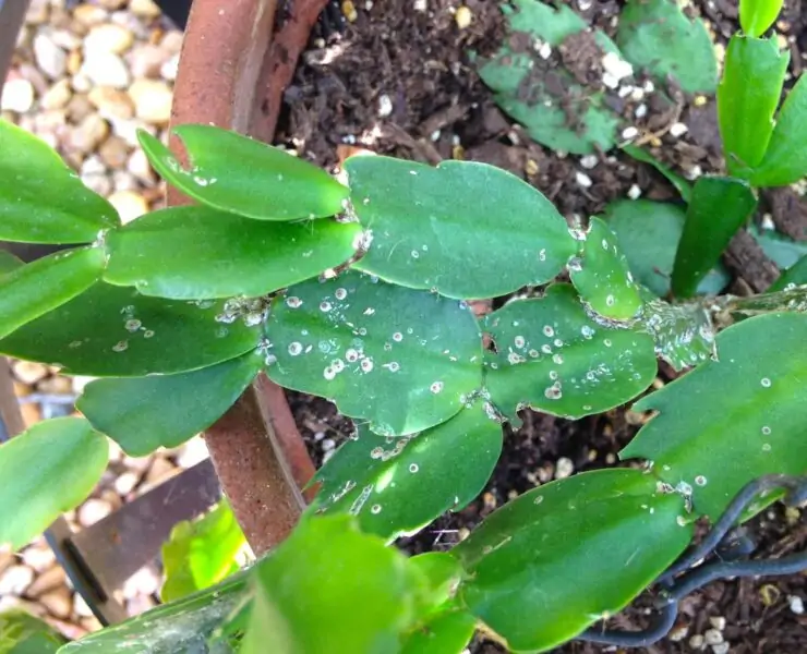 white spots on cactus