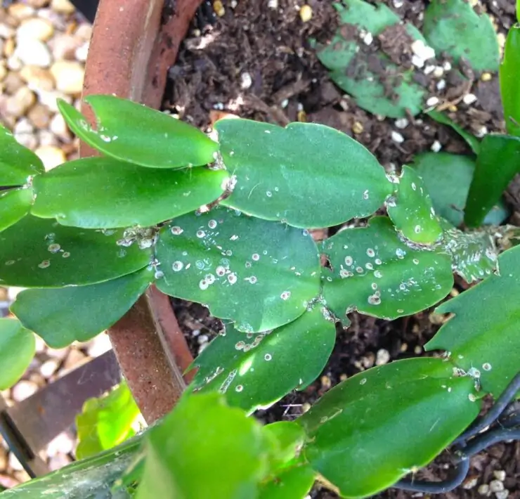 white spots on cactus