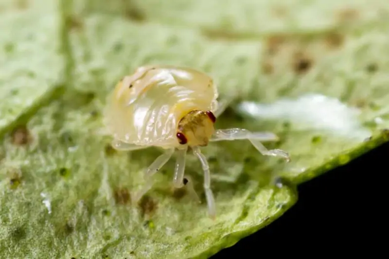 Spider Mite