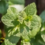 growing mint plant