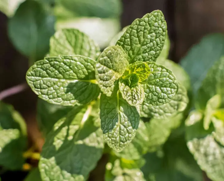 growing mint plant