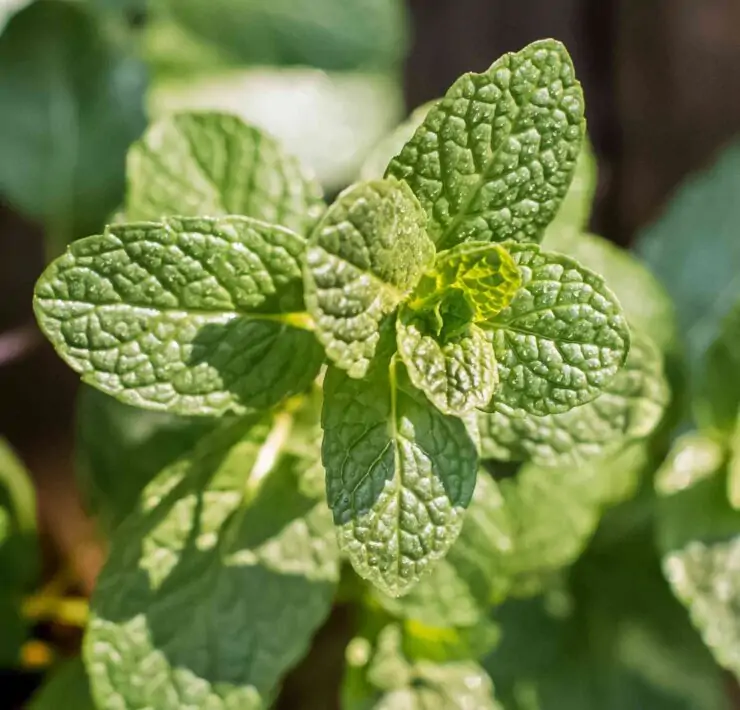 growing mint plant