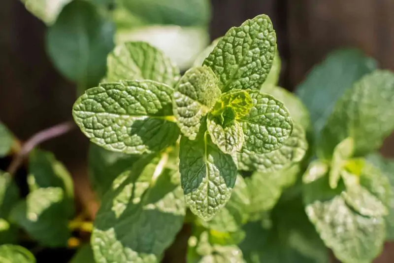 growing mint plant