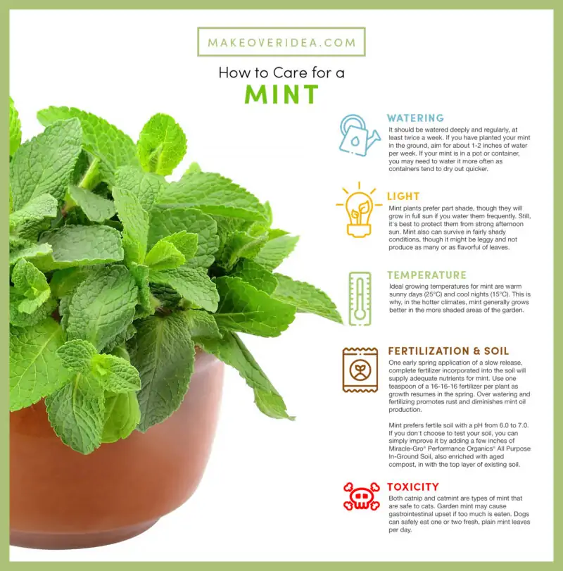 mint plant requirements how to care chart