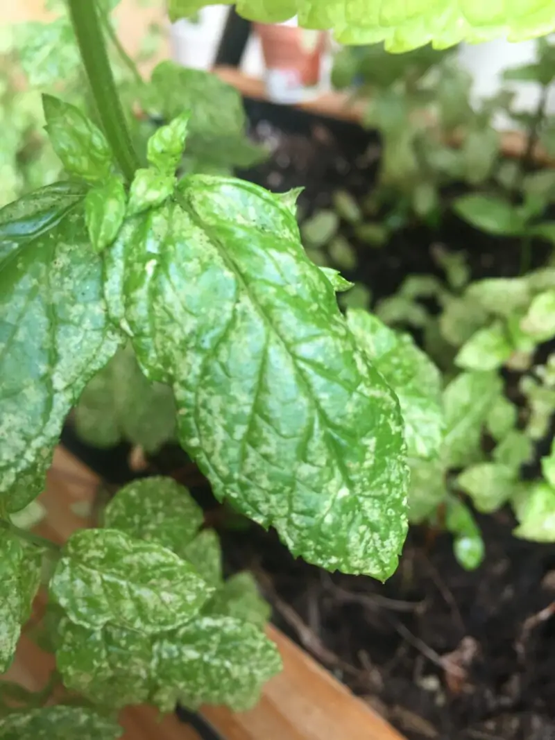 white dots on mint leaves