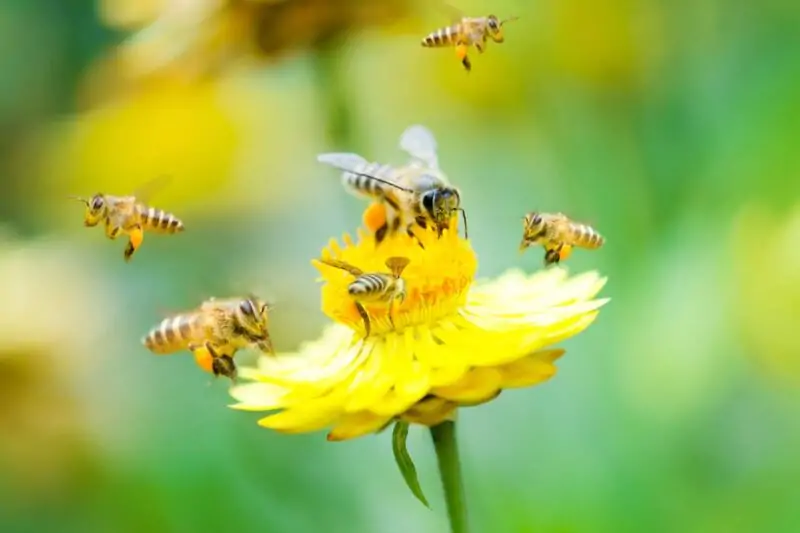 How Can We Help Pollinators