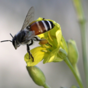 why are pollinators important