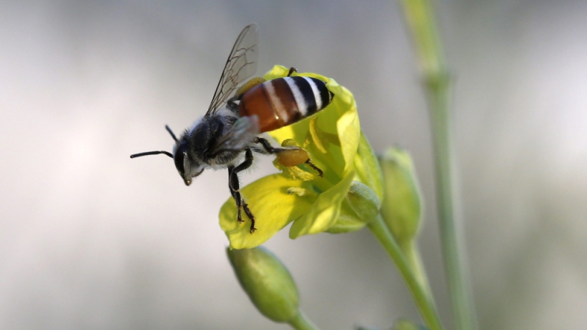 Why Pollinators are Important Unveiling the Role of Bees in Pollination