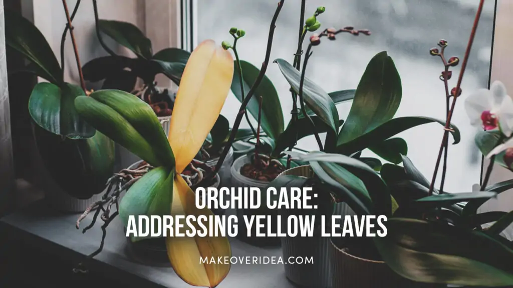 addressing yellow leaves orchid
