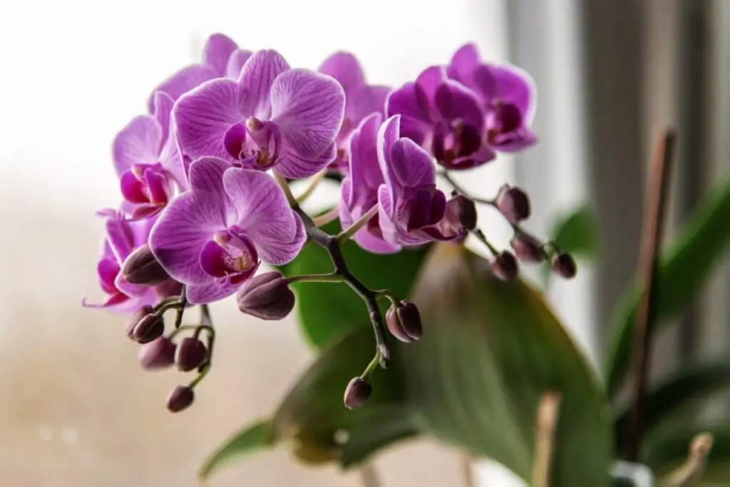 pink orchid in pot houseplant