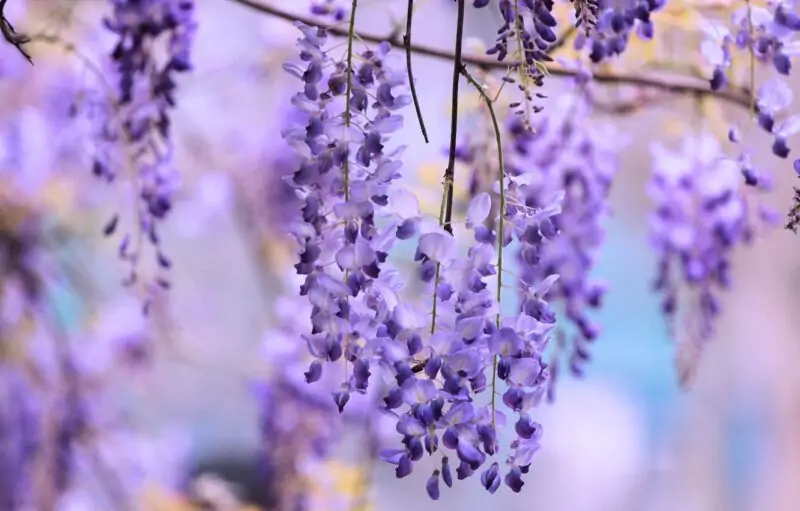 Encouraging Wisteria to Bloom