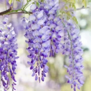 wisteria plant