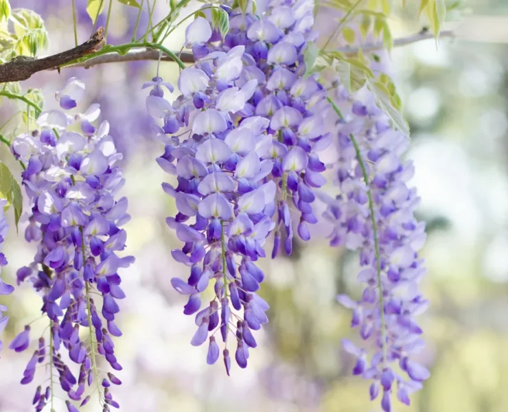 wisteria plant