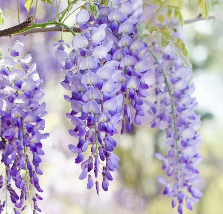 wisteria plant