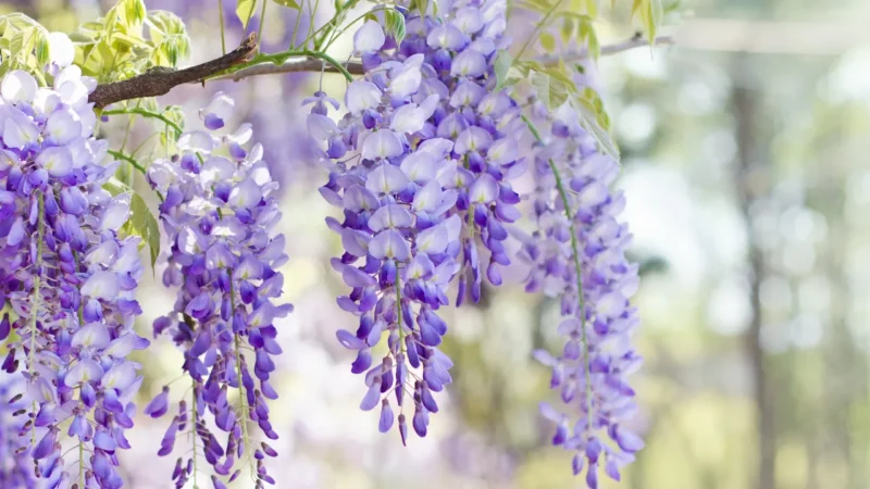 wisteria plant