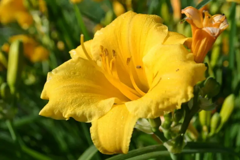 Diverse Varieties of Yellow Daylilies