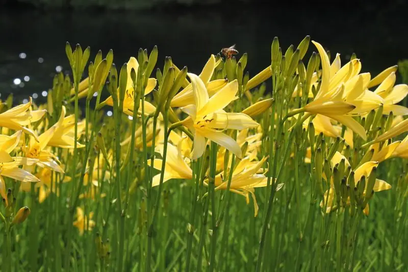 yellow daylily