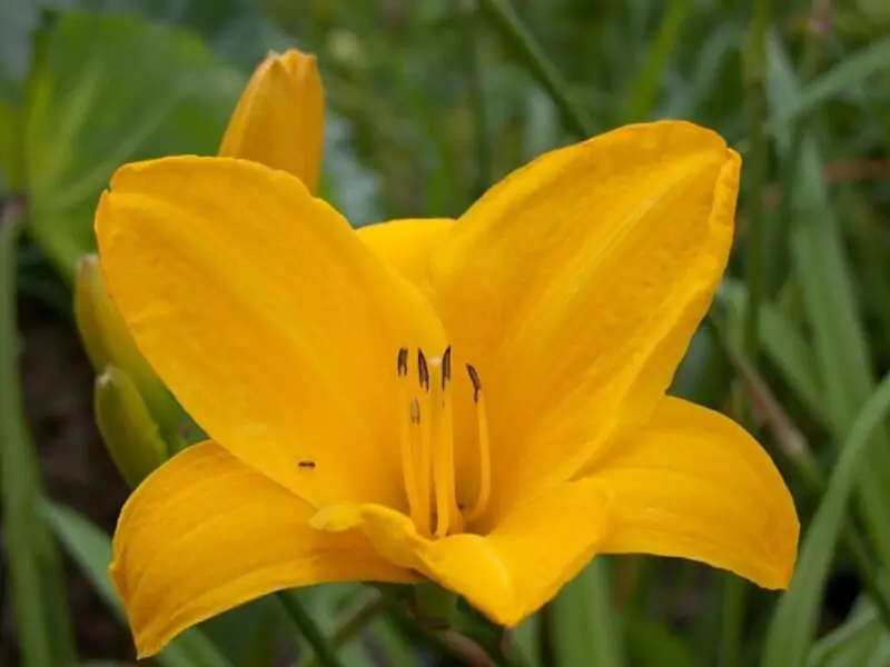 yellow daylily