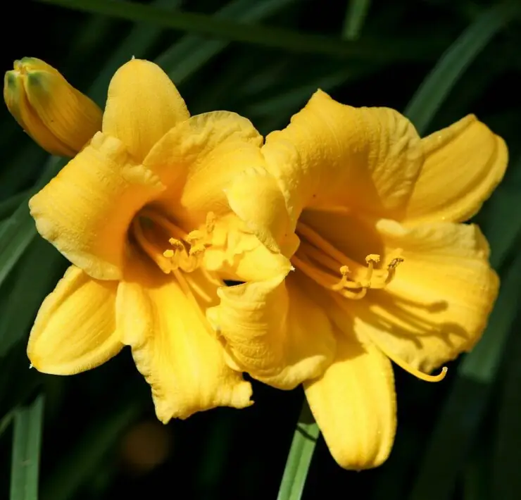 yellow daylily