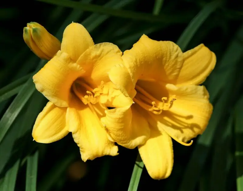 yellow daylily