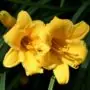 yellow daylily