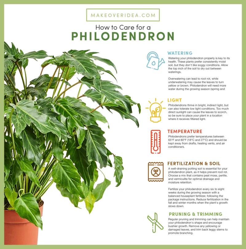 how to care for a philodendron