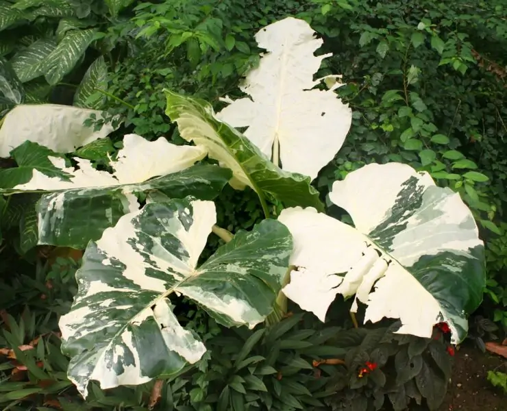 alocasia macrorrhiza variegata