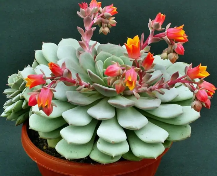 Echeveria flowering process