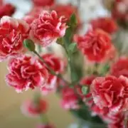 Carnations