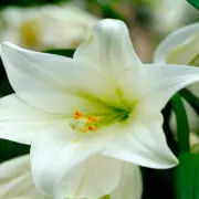 lily flowers