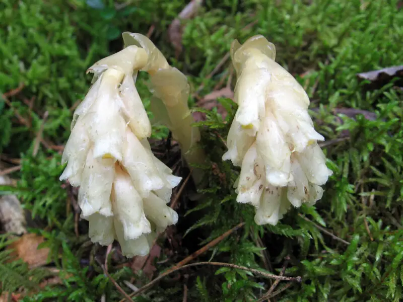 Monotropa uniflora