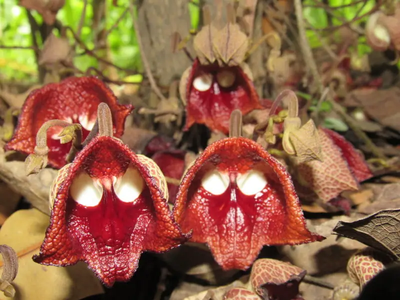 The Darth Vader Orchid