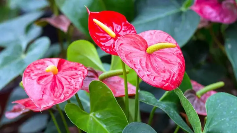 anthurium plants flamingo flower