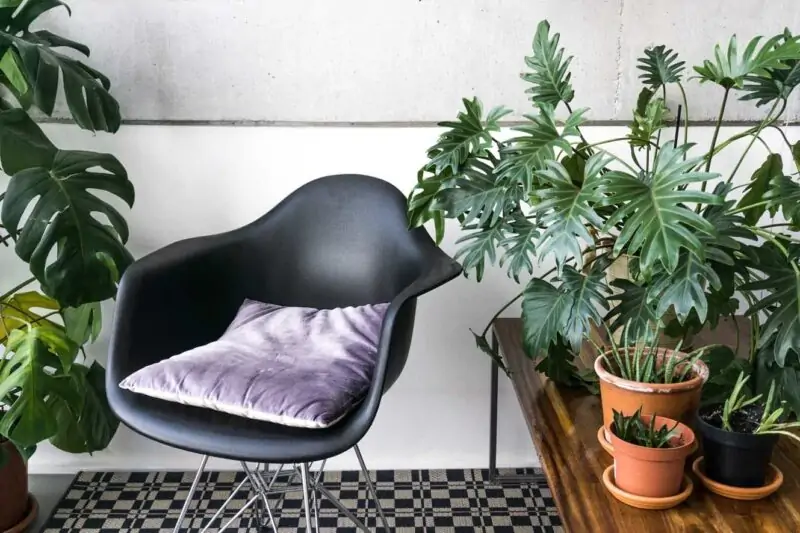 philodendron in interior design
