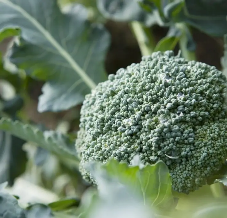 Growing-Broccoli-Plant
