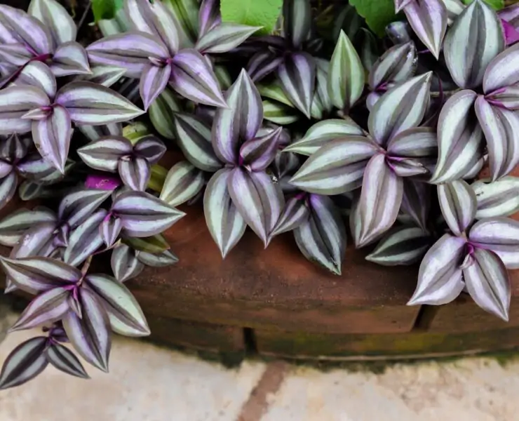 wandering jew plant